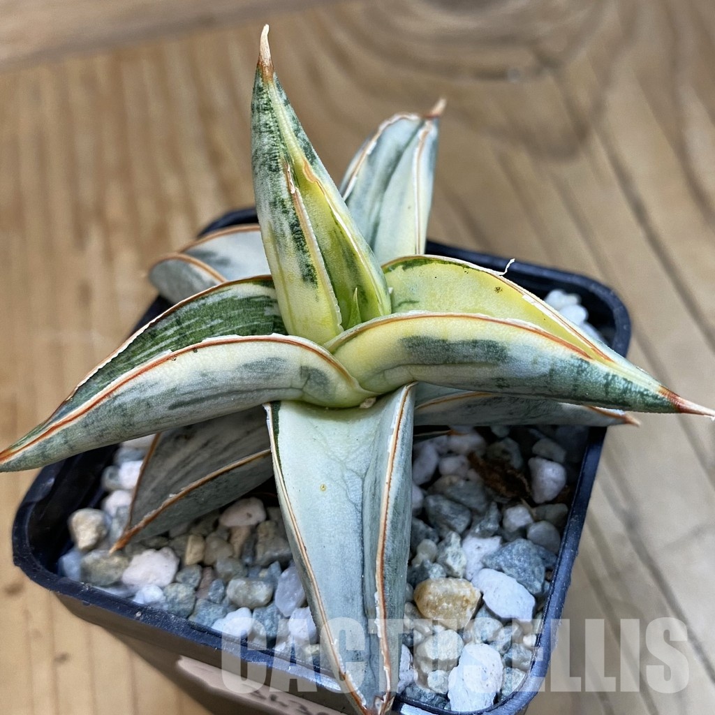 SH34364 Sansevieria ‘Blue Clone’ f. variegata