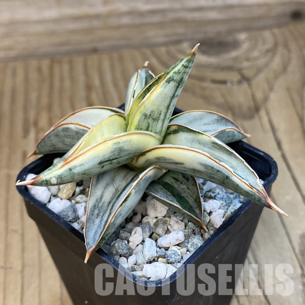 SH34364 Sansevieria ‘Blue Clone’ f. variegata - Image 2