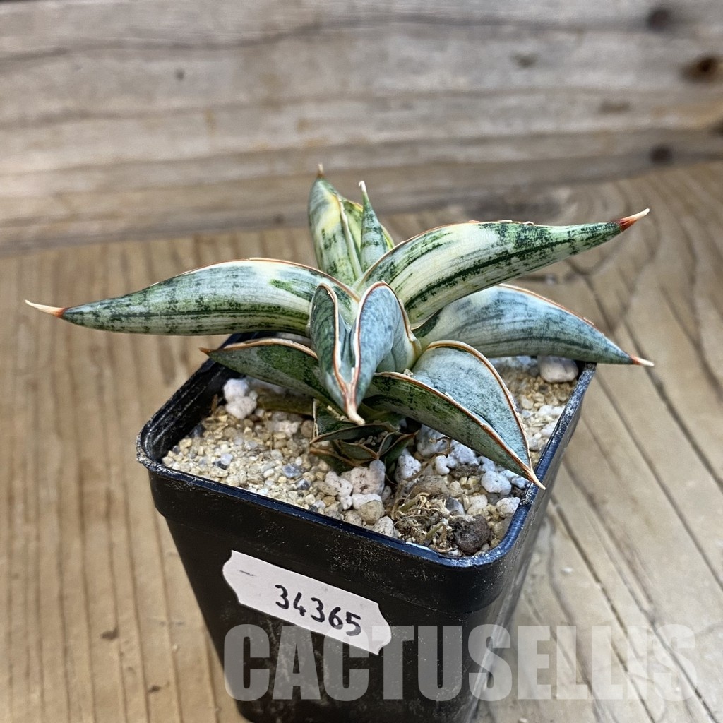 SH34365 Sansevieria ‘Blue Clone’ f. variegata - Image 2