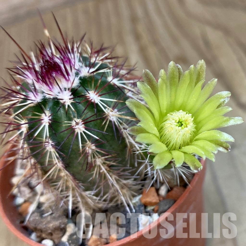 SH34368 Echinocereus chloranthus -Doña Ana-