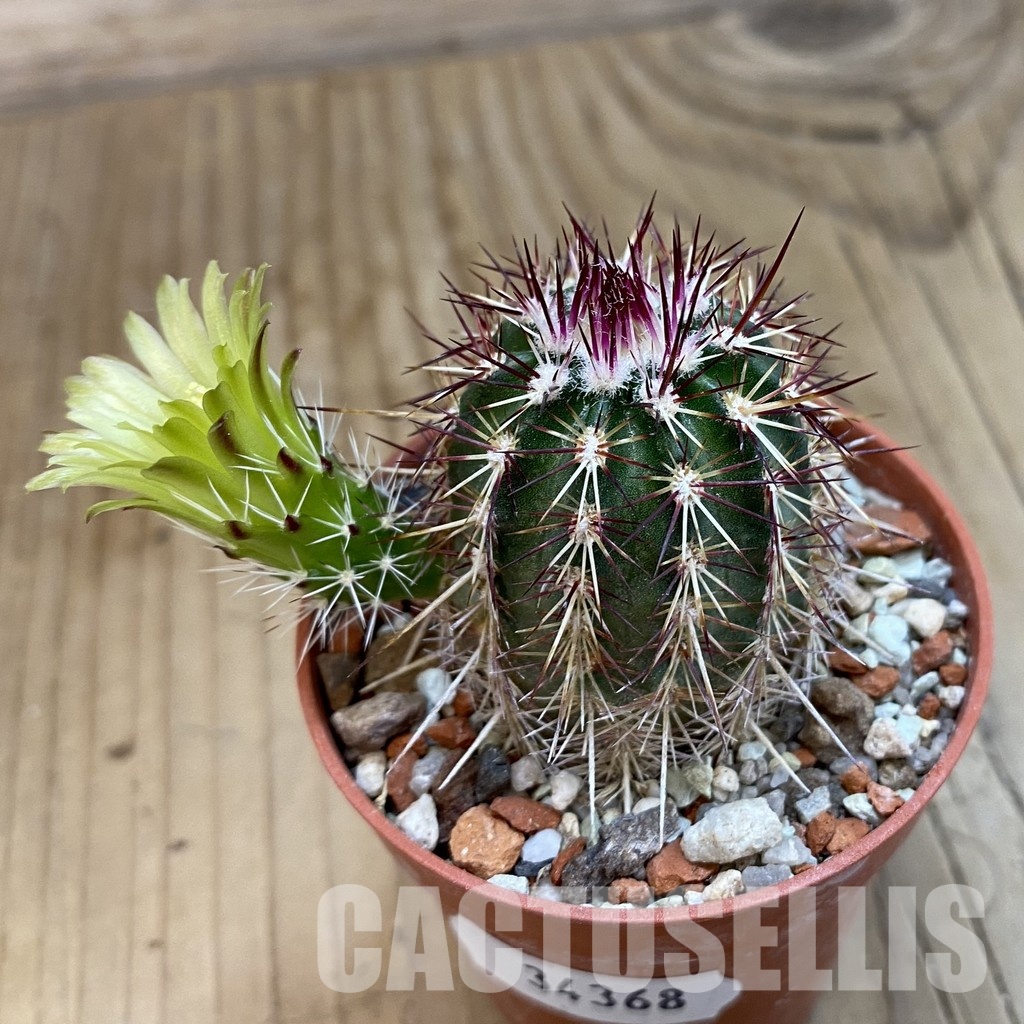 SH34368 Echinocereus chloranthus -Doña Ana- - Image 2
