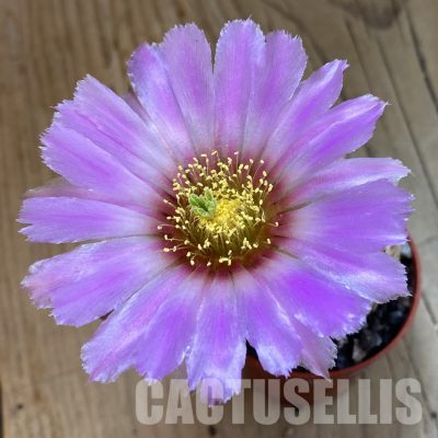 SH34370 Echinocereus chloranthus -Doña Ana-