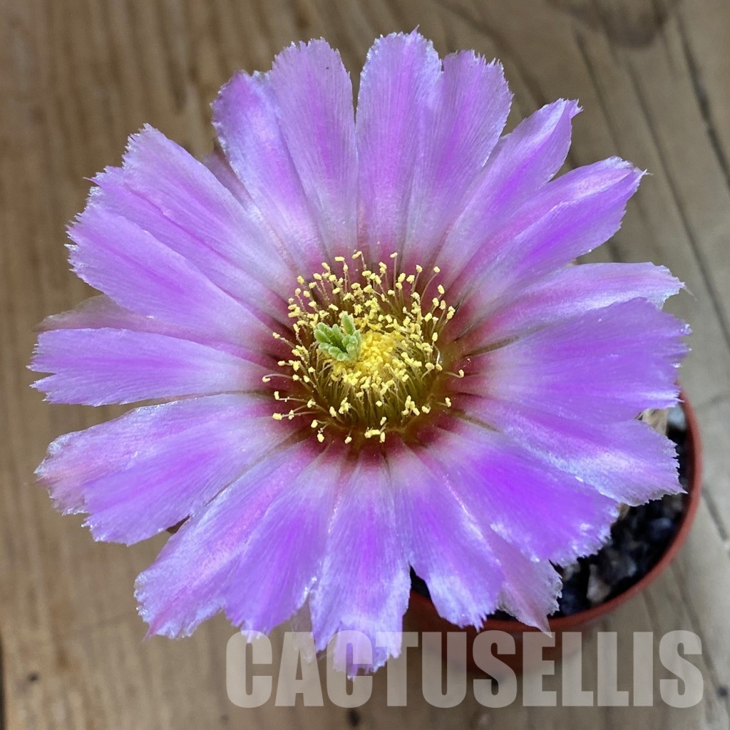 SH34370 Echinocereus chloranthus -Doña Ana-
