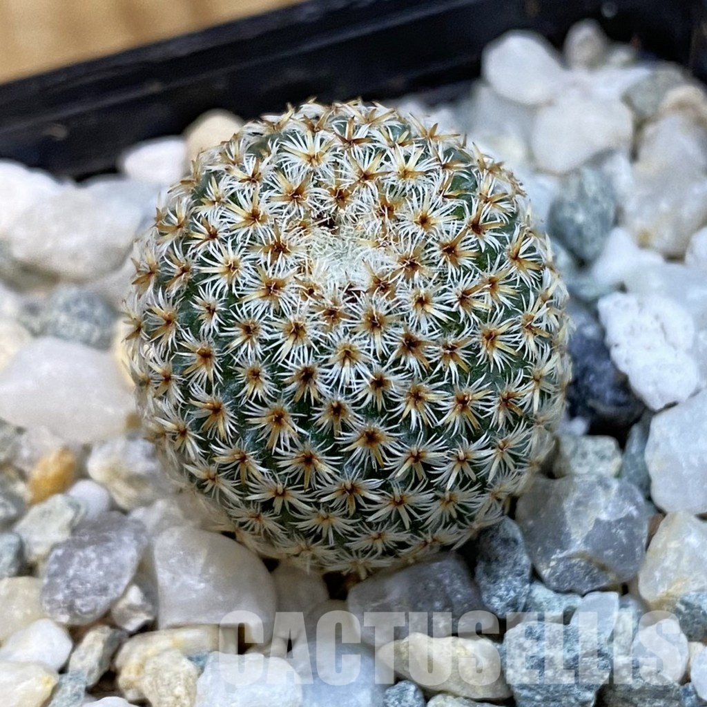 SH34292 Mammillaria crucigera