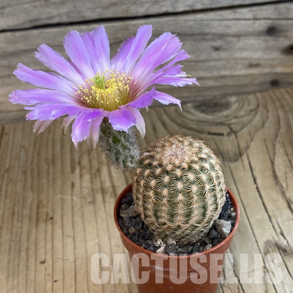 SH34370 Echinocereus chloranthus -Doña Ana- - Image 2
