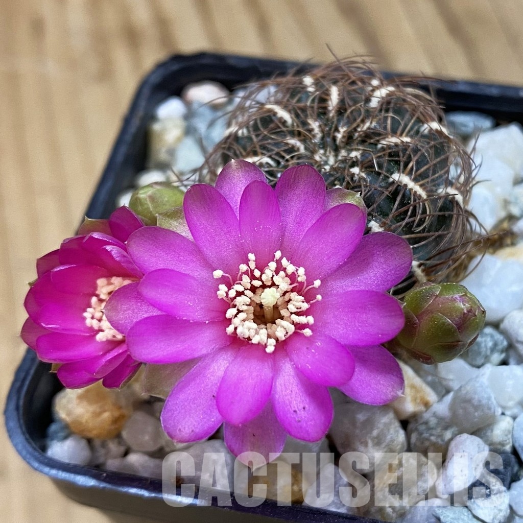 SH34371 Sulcorebutia crispata