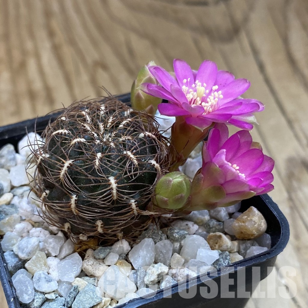 SH34371 Sulcorebutia crispata - Image 2