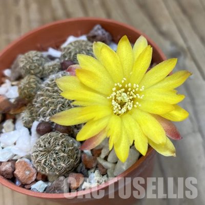 SH34372 Sulcorebutia langeri