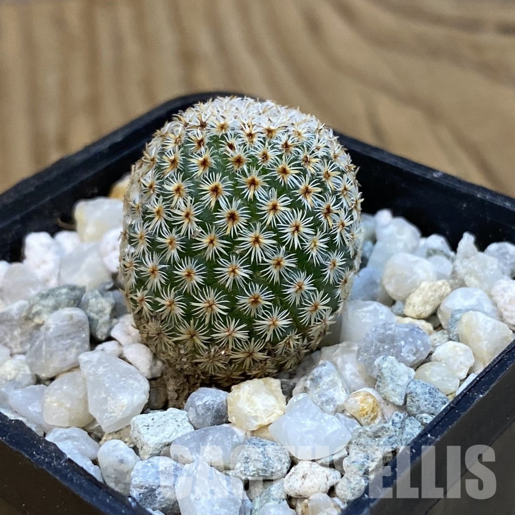 SH34292 Mammillaria crucigera - Image 2