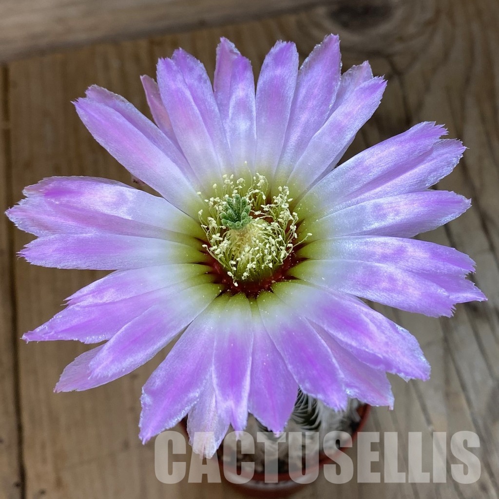 SH34374 Echinocereus dasyacanthus -Brewster-