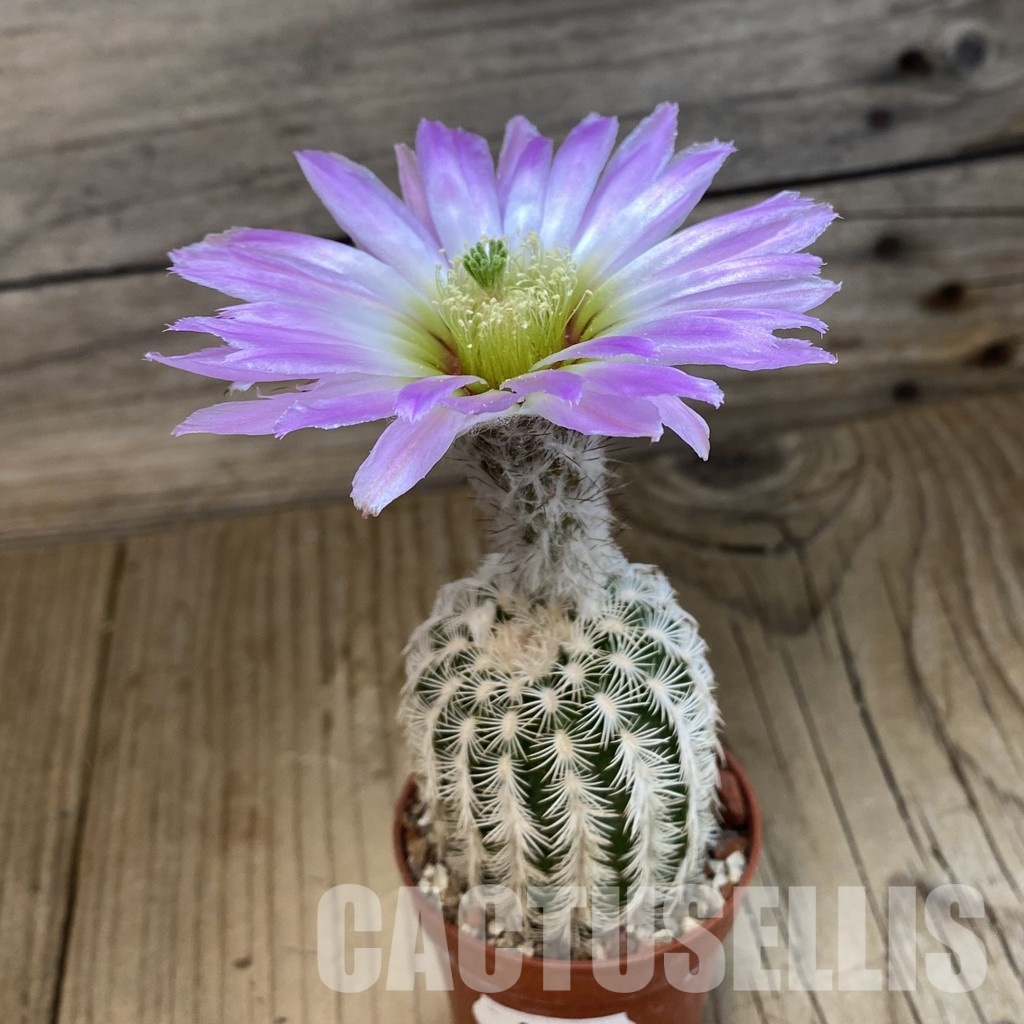 SH34374 Echinocereus dasyacanthus -Brewster- - Image 2
