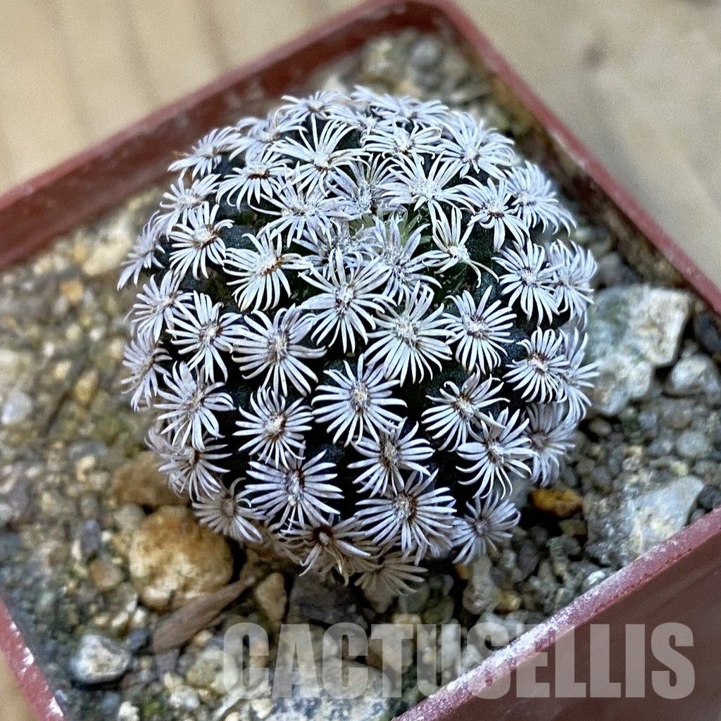 SH34298 Mammillaria hernandezii