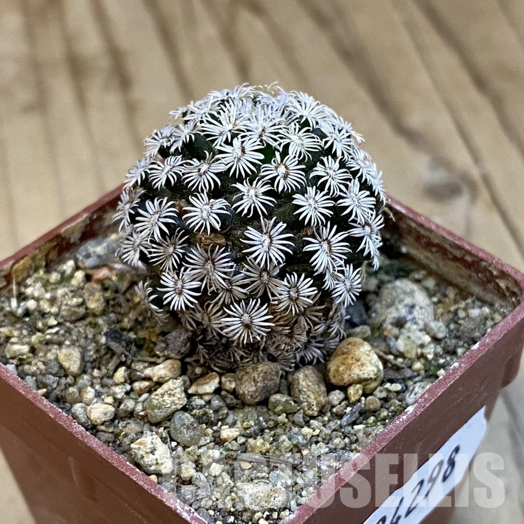 SH34298 Mammillaria hernandezii - Image 2