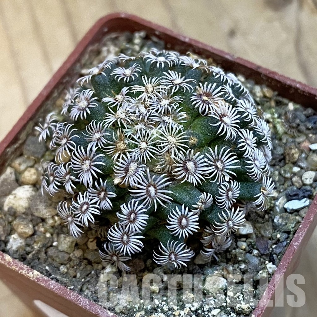 SH34299 Mammillaria hernandezii
