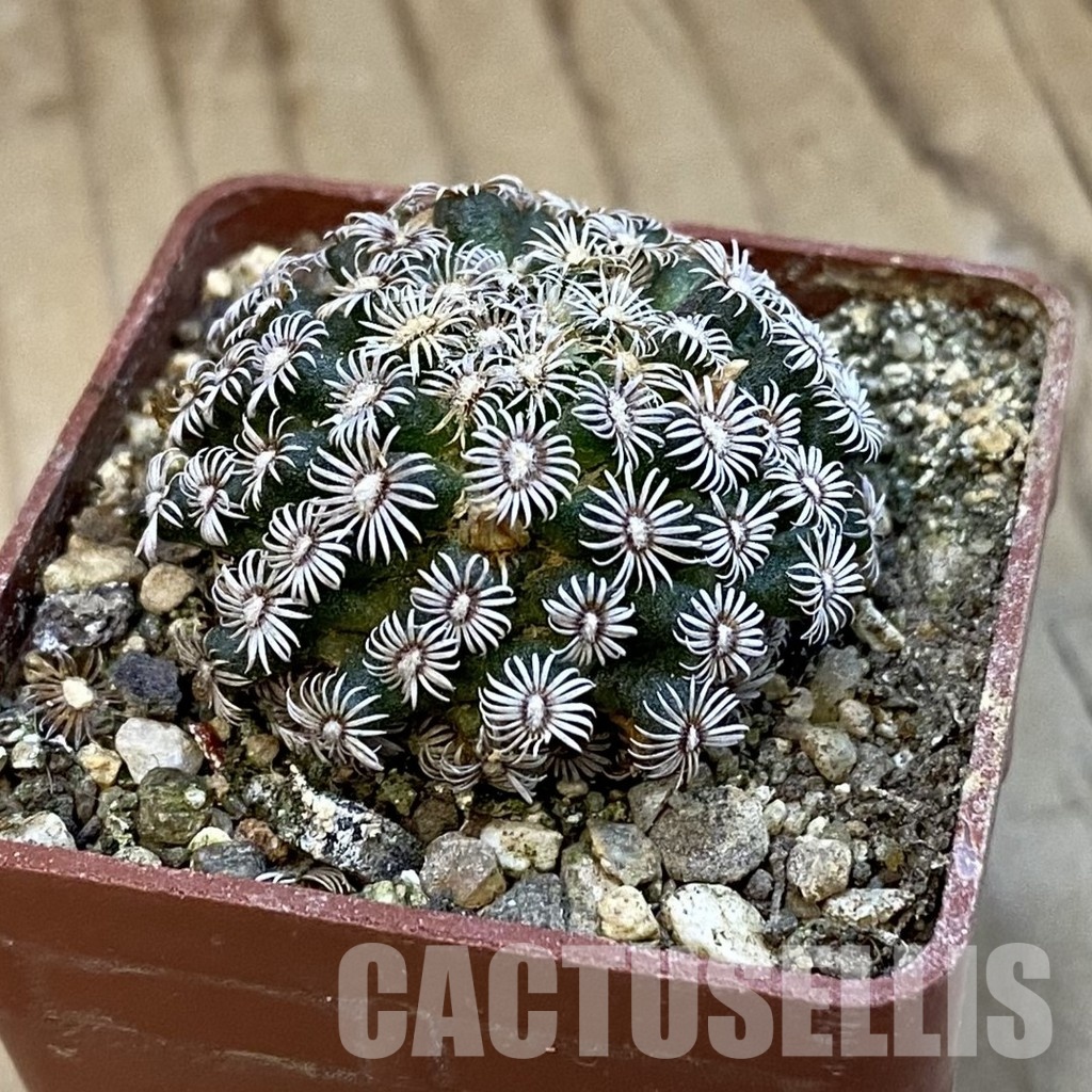 SH34299 Mammillaria hernandezii - Image 2