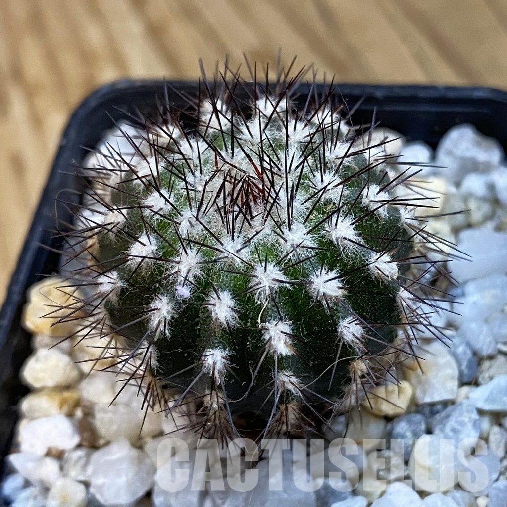 SH34300 Uebelmannia pectinifera, seedling