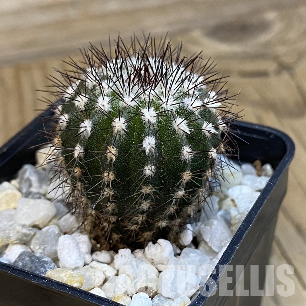 SH34300 Uebelmannia pectinifera, seedling - Image 2