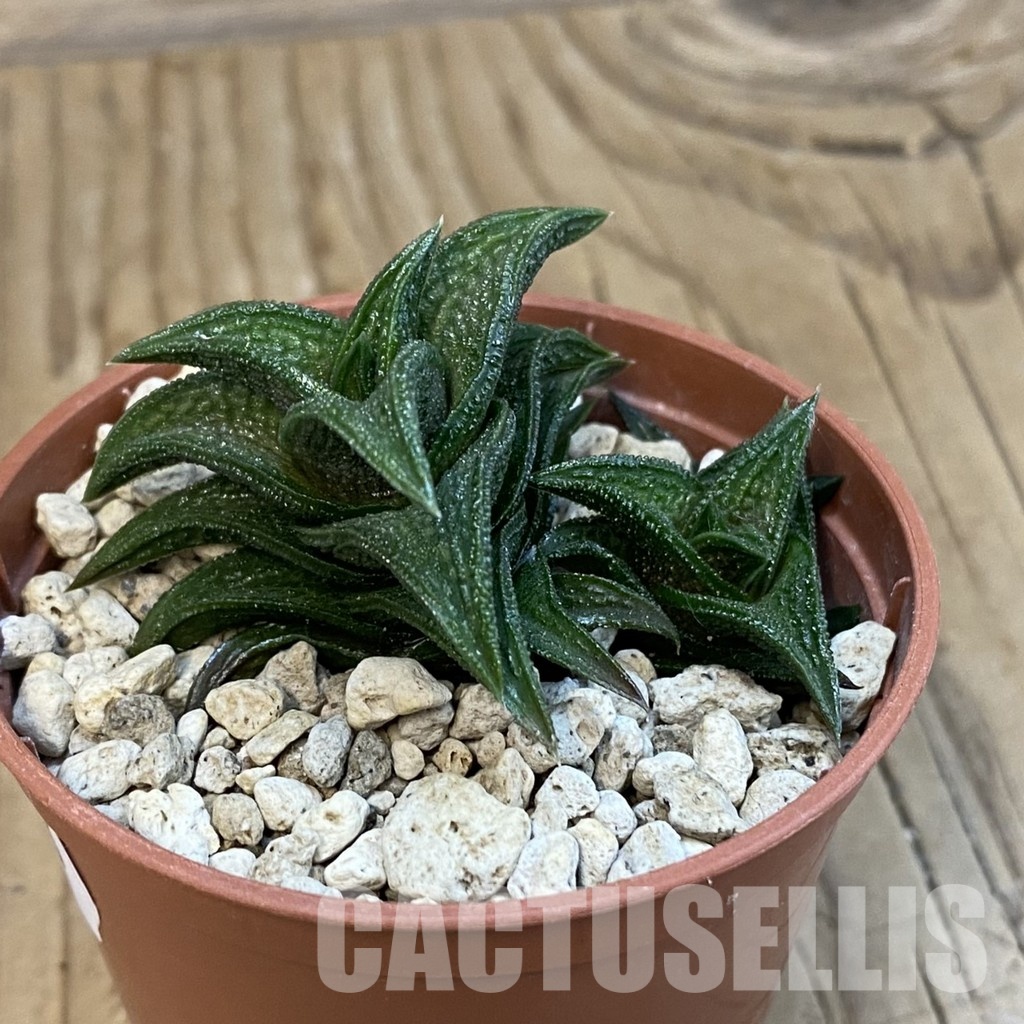 SH34306 Haworthia nigra -just E Adelaide- - Image 2