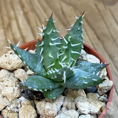 SH34313 Aloe erinacea