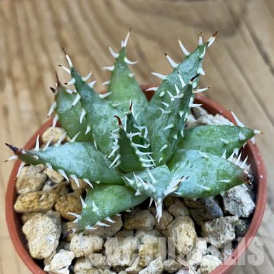 SH34314 Aloe erinacea