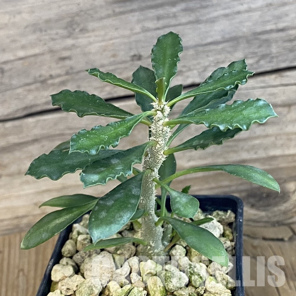 SH34379 Euphorbia cap-saintemariensis - Image 2