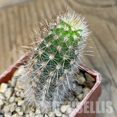 SH34416 Haageocereus decumbens ASK 337.3