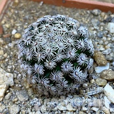 SH34420 Mammillaria hernandezii