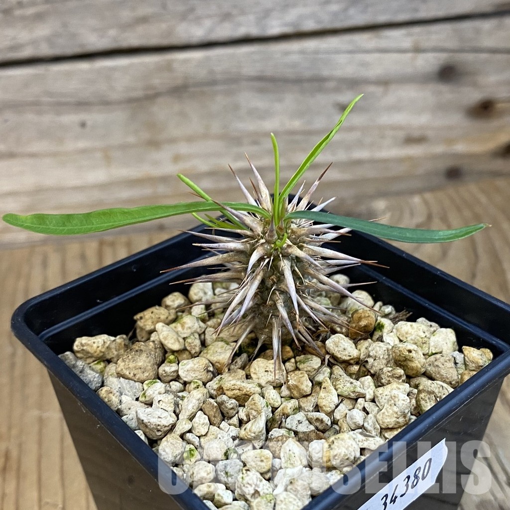 SH34380 Euphorbia rossii - Image 2