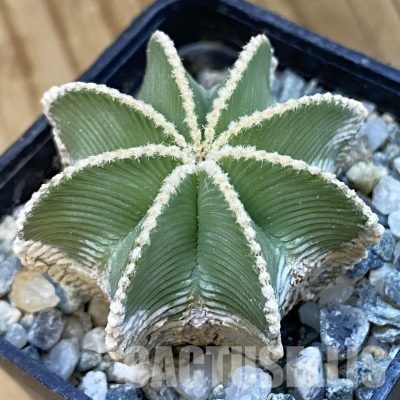 SH34427 Aztekium hintonii GCG 9763, seedling