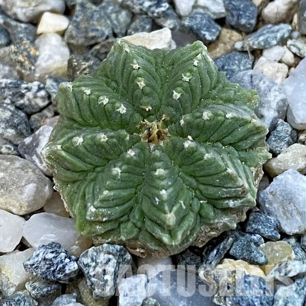 SH34429 Aztekium ritteri VM 619, seedling