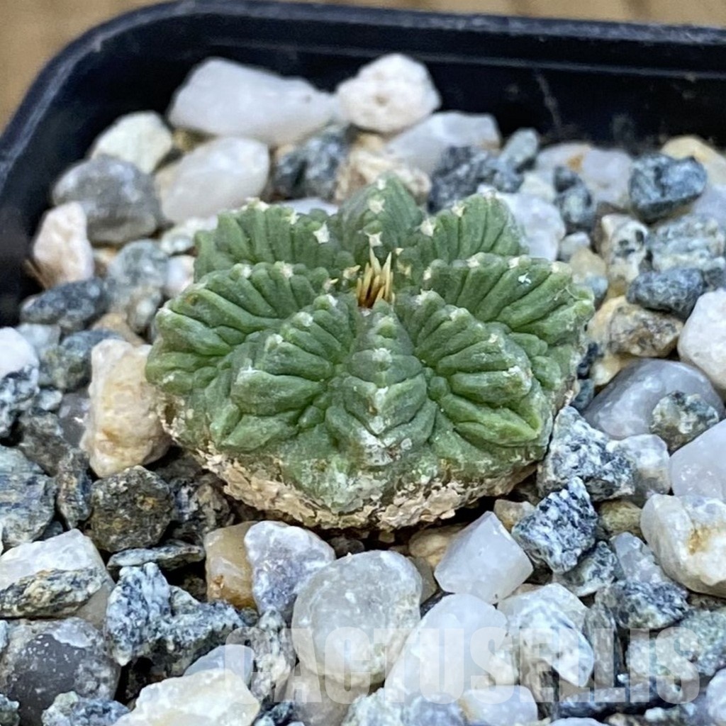 SH34429 Aztekium ritteri VM 619, seedling - Image 2