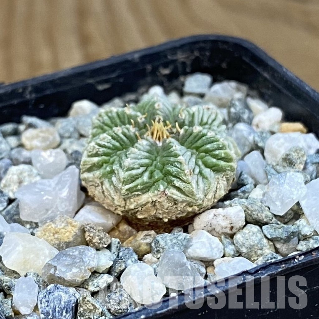 SH34430 Aztekium ritteri VM 619, seedling - Image 2