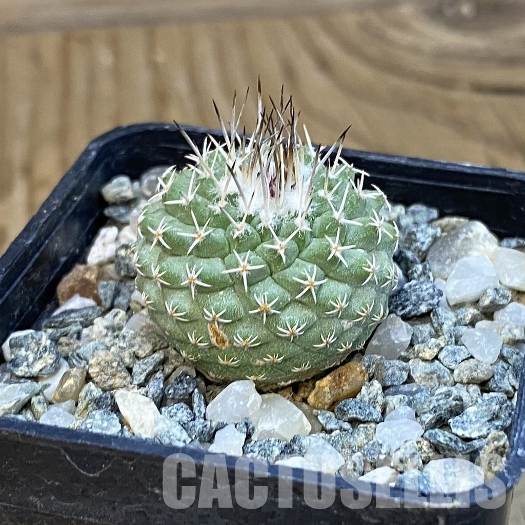 SH34431 Strombocactus pseudocorregidorae GCG 10947 - Image 2
