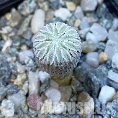 SH34440 Pelecyphora aselliformis LH 1042