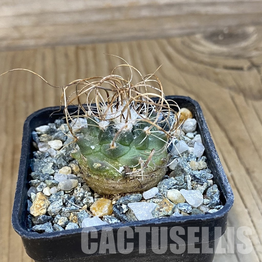 SH34441 Turbinicarpus graminispinus VM 817 - Image 2