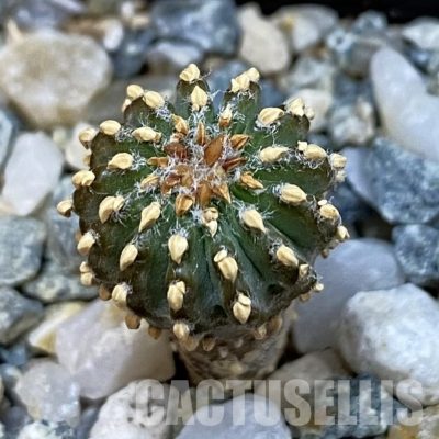 SH34444 Geohintonia neomexicana, seedling