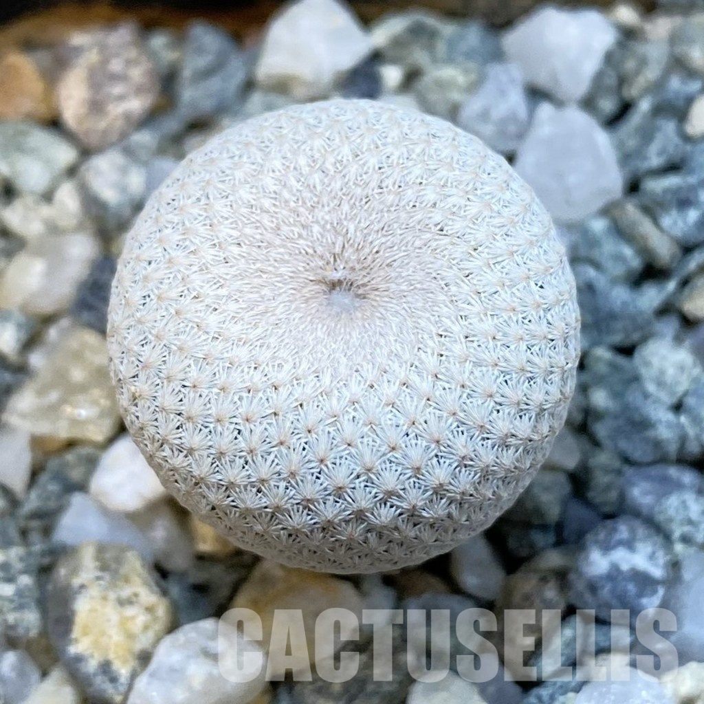 SH34445 Epithelantha bokei MMR 287