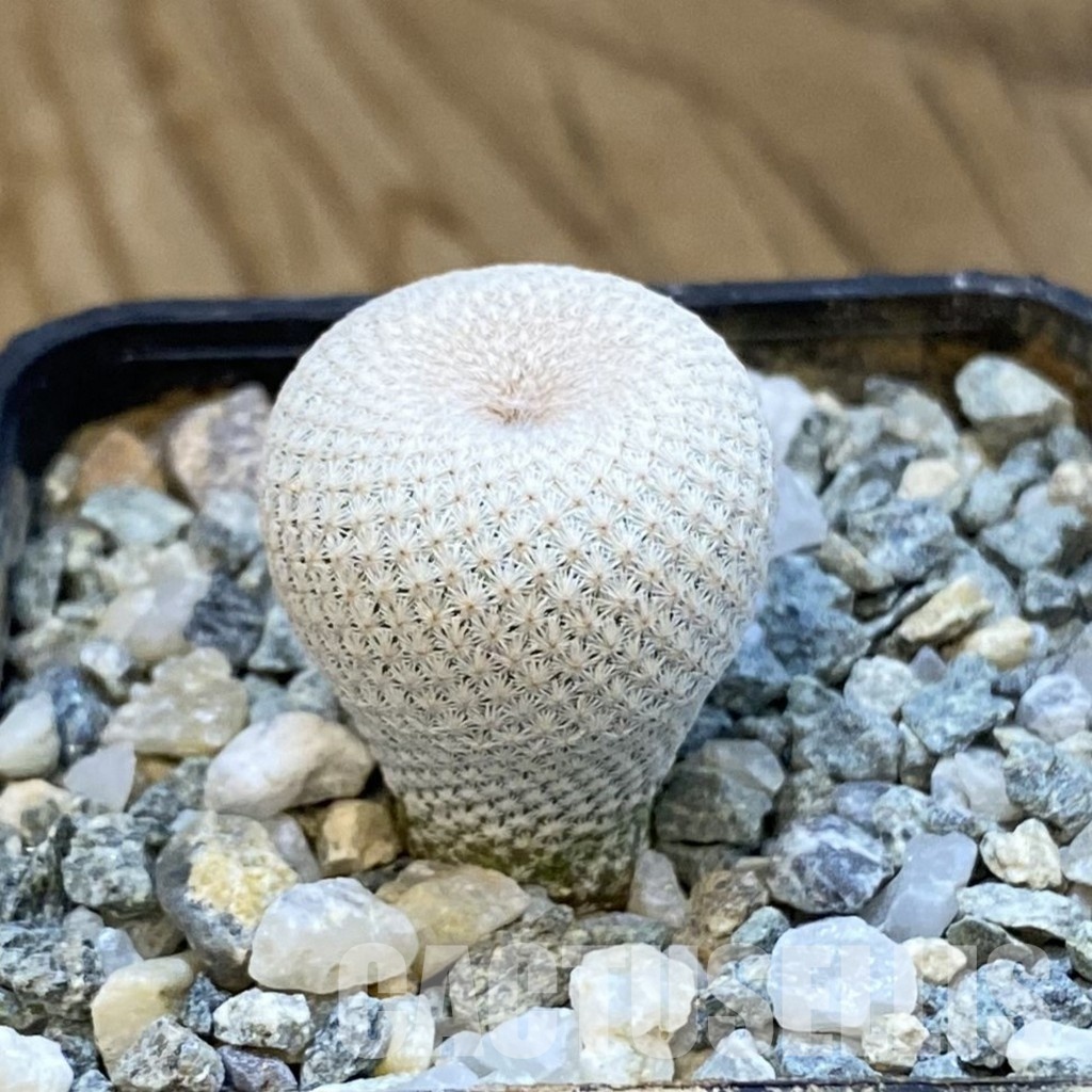 SH34445 Epithelantha bokei MMR 287 - Image 2