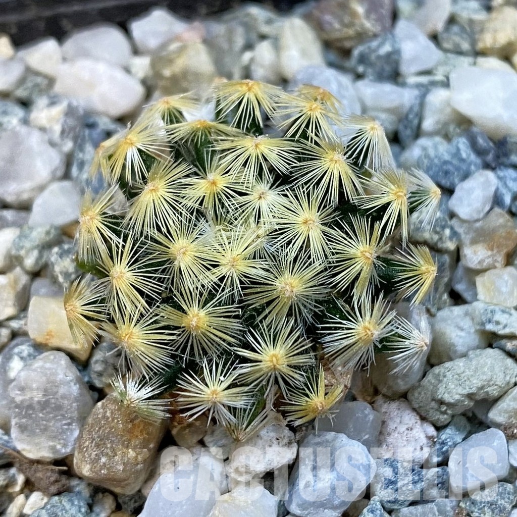 SH34446 Mammillaria schiedeana VM 817