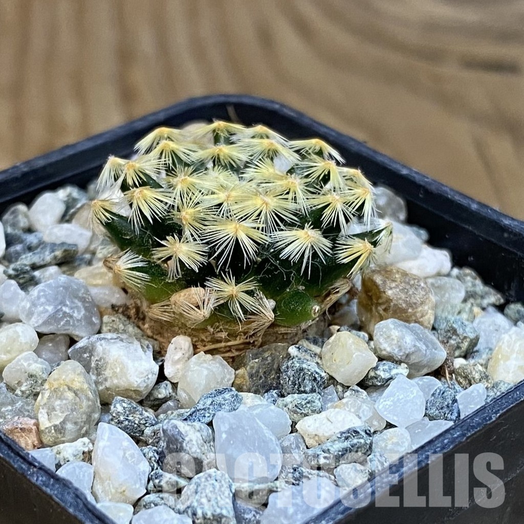 SH34446 Mammillaria schiedeana VM 817 - Image 2