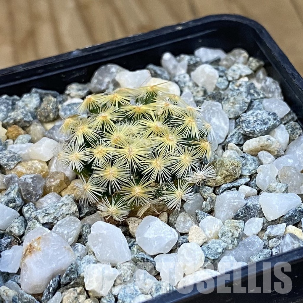 SH34447 Mammillaria schiedeana VM 817 - Image 2