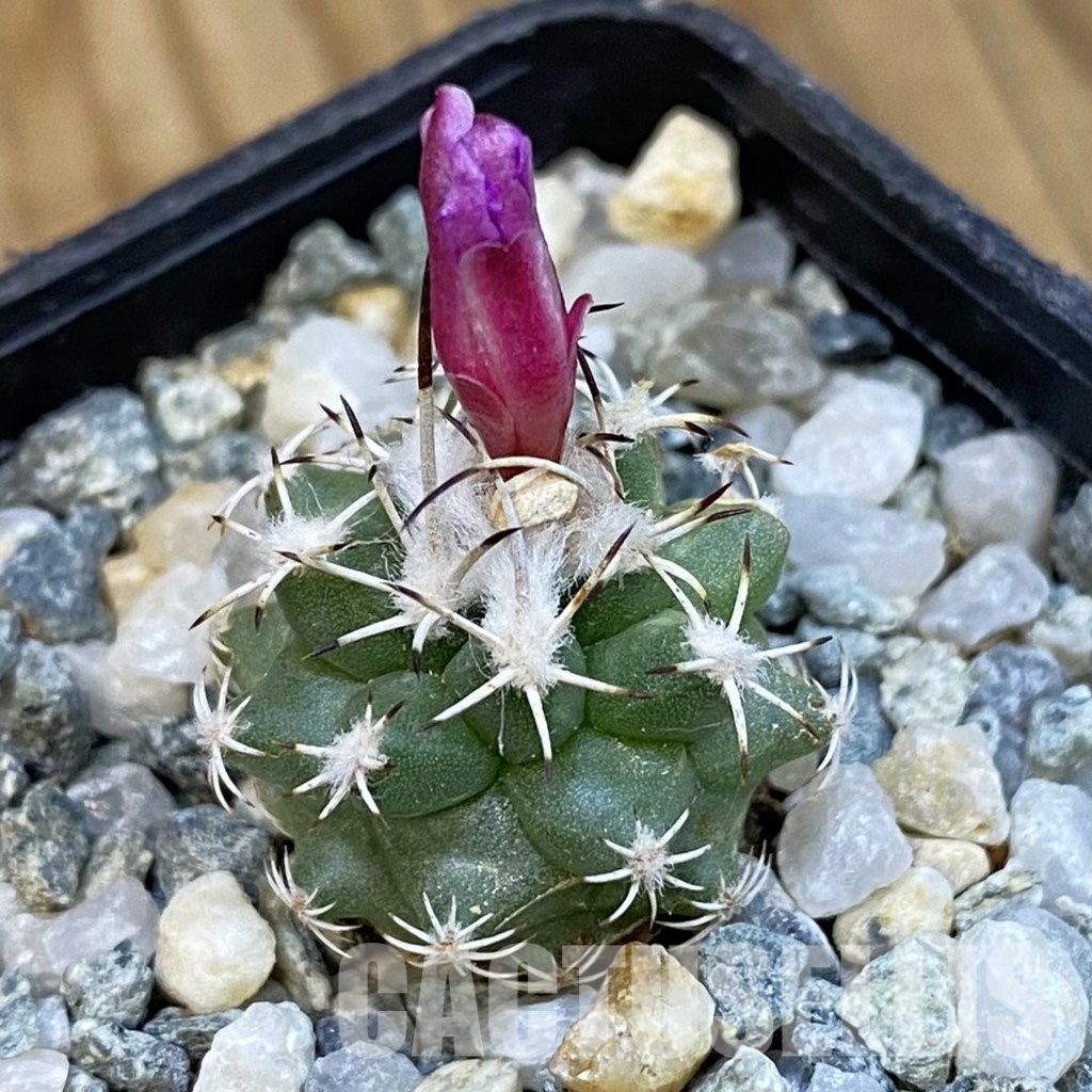SH34454 Turbinicarpus nikolae GCG 10892