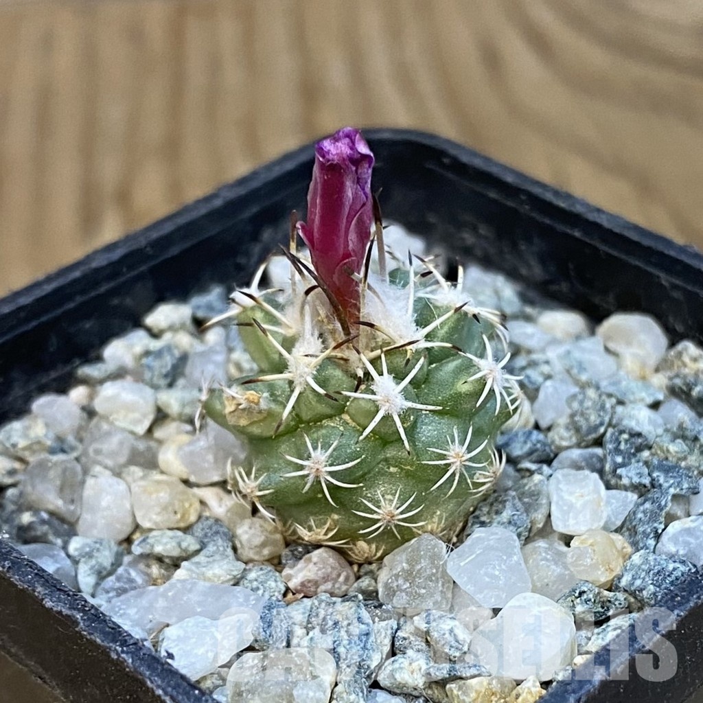 SH34454 Turbinicarpus nikolae GCG 10892 - Image 2