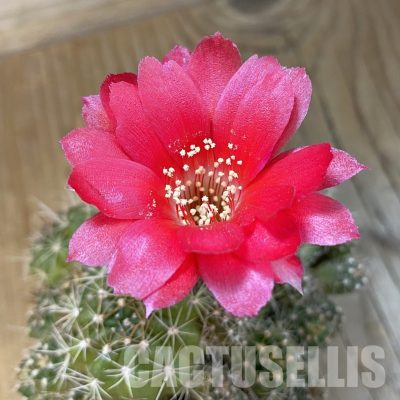 SH34456 Lobivia aff. hertrichiana, 8 years old