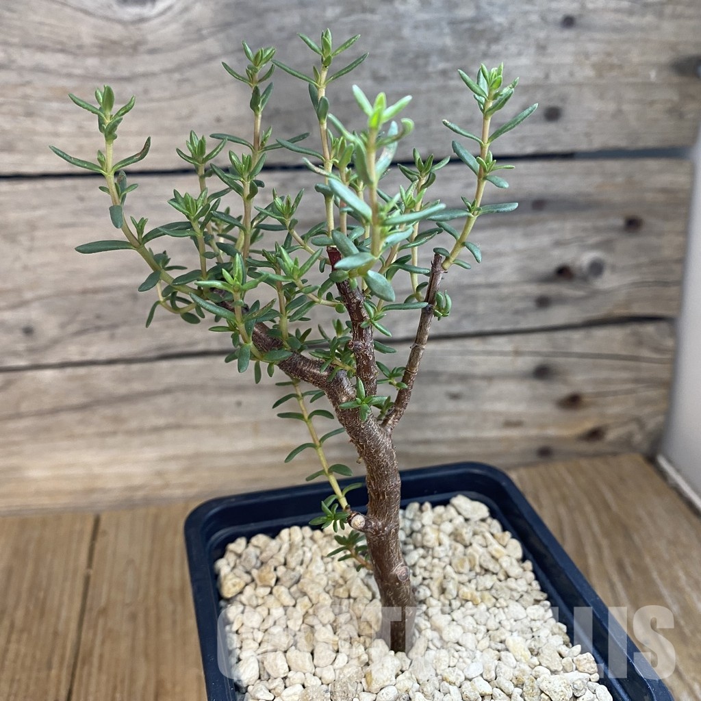 SH34376 Crassula sarcocaulis ssp. rupicola - Image 2
