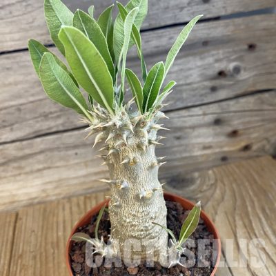SH34386 Pachypodium horombense