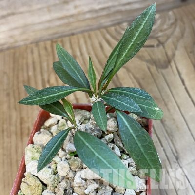 SH34388 Euphorbia waringiae