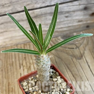 SH34391 Pachypodium rosulatum ssp. gracilius PV1823