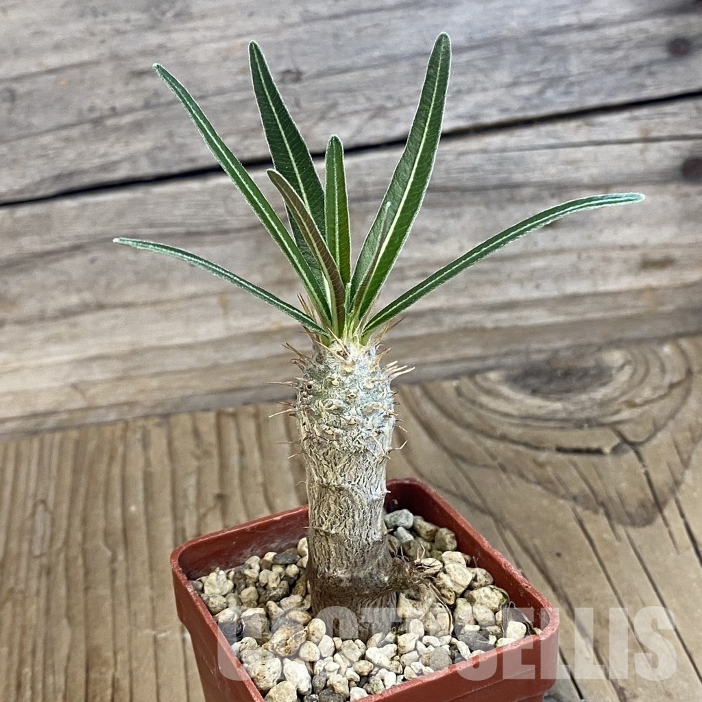 SH34391 Pachypodium rosulatum ssp. gracilius PV1823 - Image 2