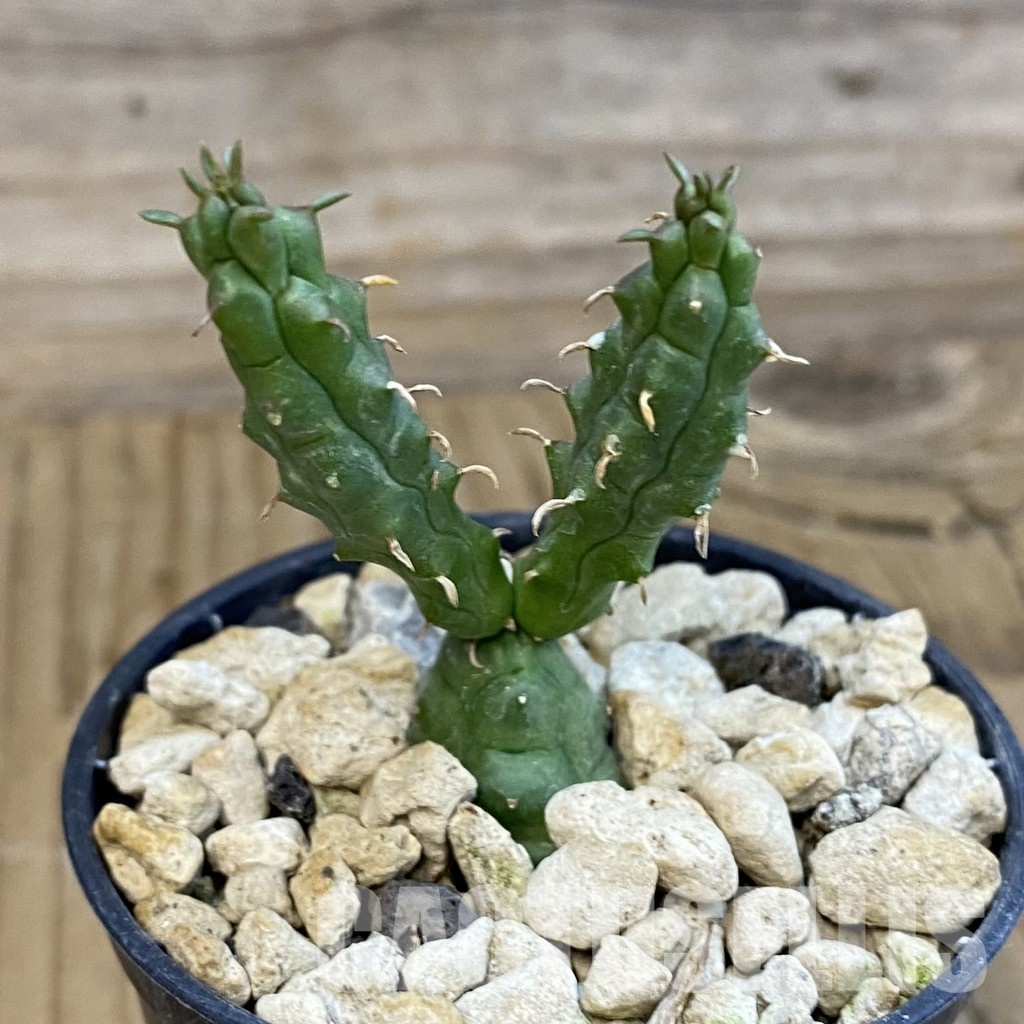 SH34393 Euphorbia globosa - Image 2